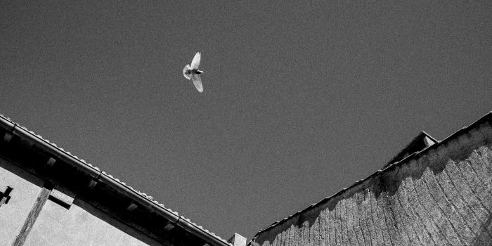 confinement pigeons carcassonne